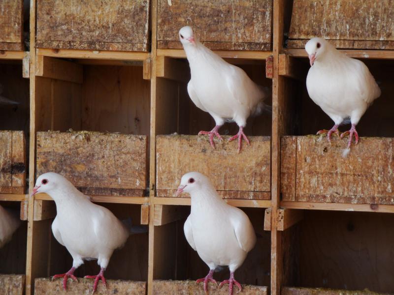 Le Pigeonneau