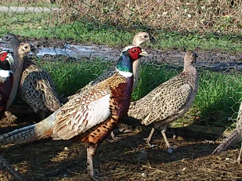 Faisans commun